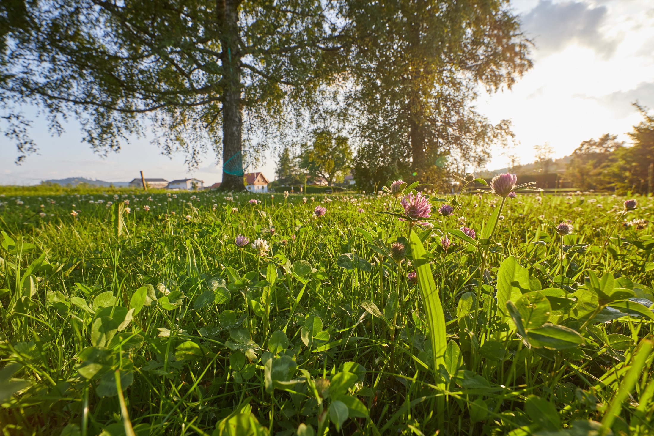 Allgäuer Wiese im Abendlicht